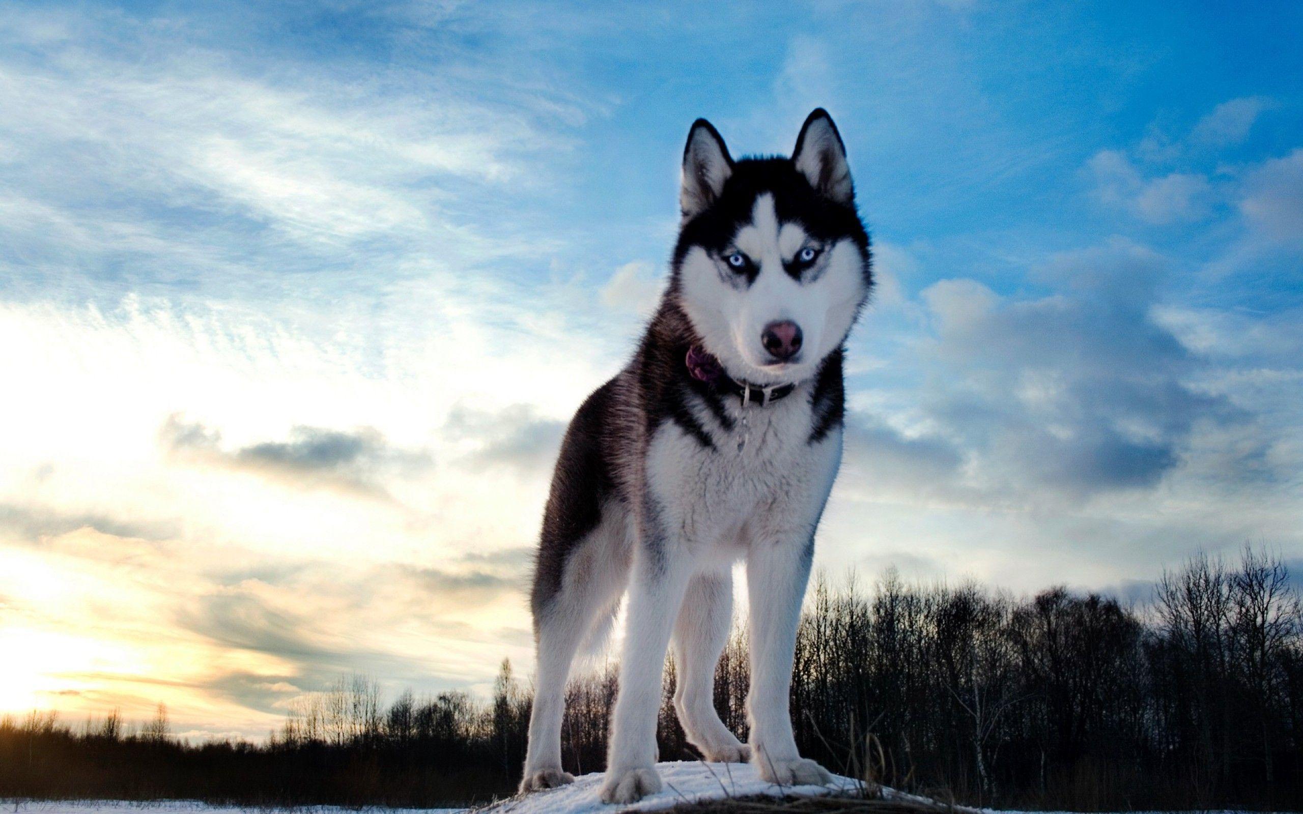 husky